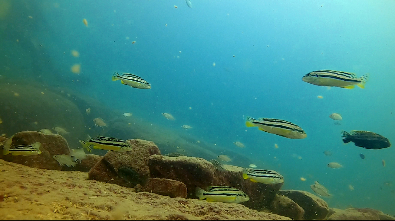 This Lake Creates More New Species Than Any Place on Earth