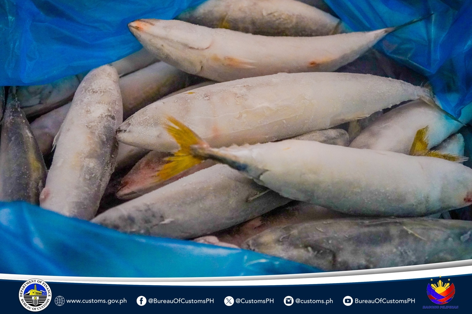 Dahil Walang Kaukulang Import Clearance, BOC Nasabat ang Kargamento ng Frozen Mackerel