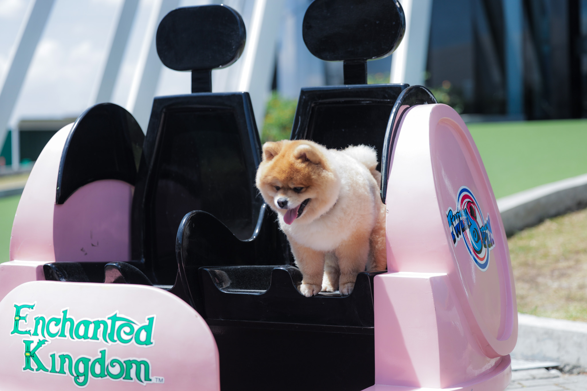 Enchanted Kingdom welcomes pets and animal lovers to a magical, inclusive one-day Pets Day event